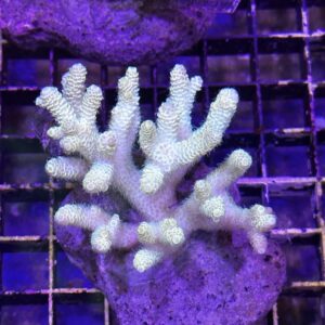 Acropora
