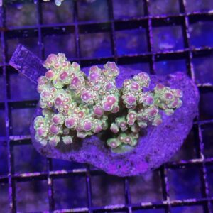 Acropora