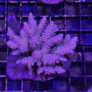 Acropora