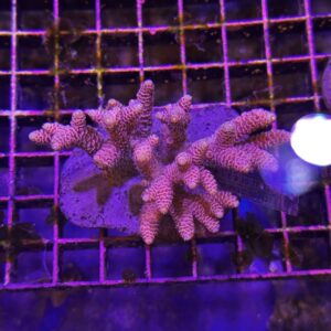 Acropora