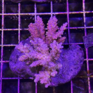 Acropora