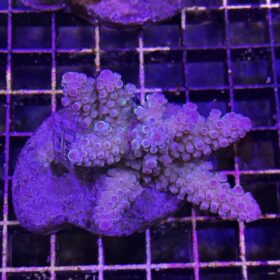 Acropora