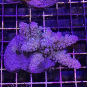 Acropora