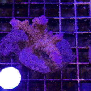 Acropora