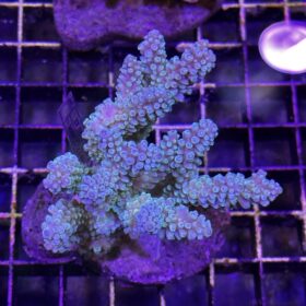 Acropora