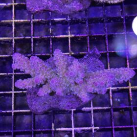 Acropora