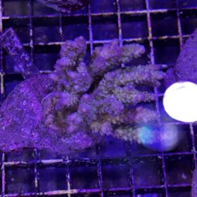 Acropora
