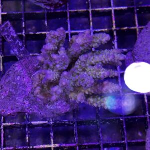 Acropora