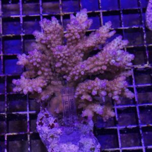 Acropora