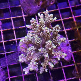 Acropora