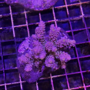 Acropora