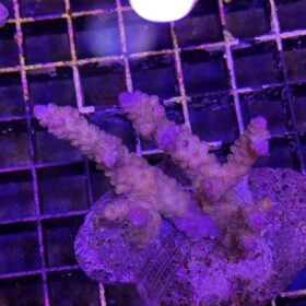 Acropora