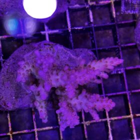 Acropora