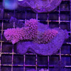 Acropora