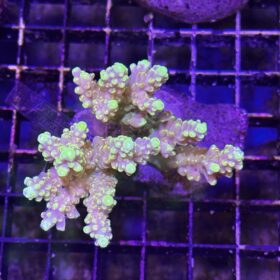 Acropora