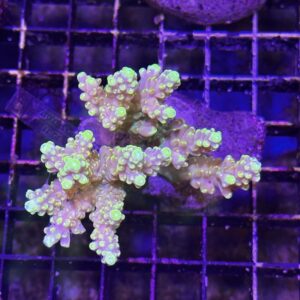 Acropora