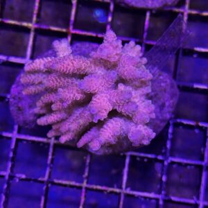 Acropora