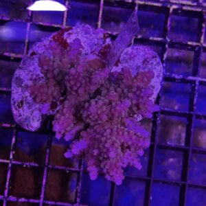 Acropora