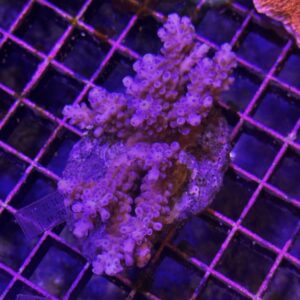 Acropora