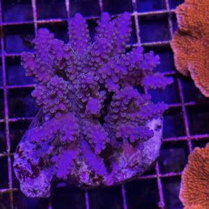 Acropora