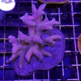 Acropora