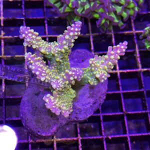 Acropora