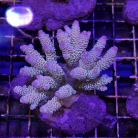 Acropora