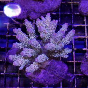 Acropora