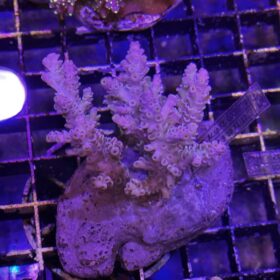 Acropora