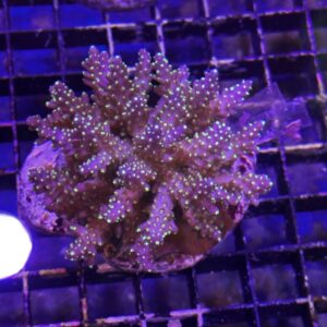 Acropora