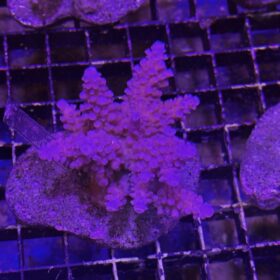 Acropora