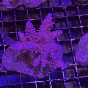 Acropora