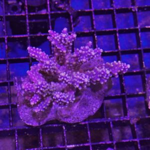 Acropora