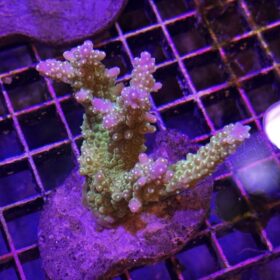 Acropora