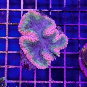 Acanthastrea Pachysepta Splitcolor (Premium)
