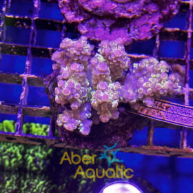 Acropora 136