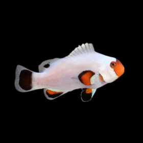 Amphiprion Ocellaris Wyoming White