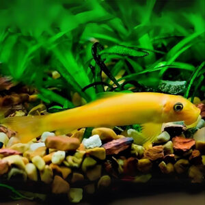 Chinese Algae Eater
