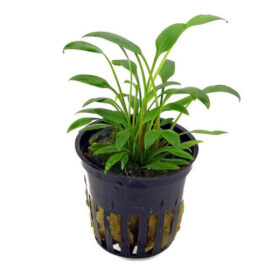 Cryptocoryne Nevellii Pot.