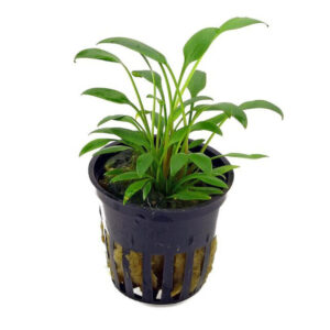 Cryptocoryne Nevellii Pot.