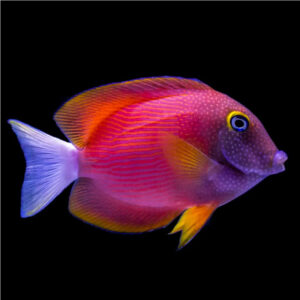 Ctenochaetus Flavicauda,White Tail Bristletooth Tang