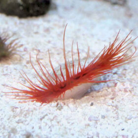 Ctenoides Ales (Flashing scallop)