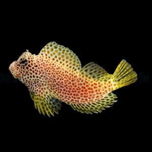 Exallias Brevis, Leopard Blenny