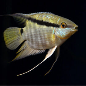 Festivum Cichlid