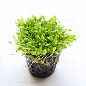Glossostigma Elatinoides Pot