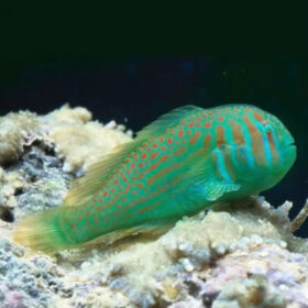 Gobiodon Histrio, Green Clown Goby