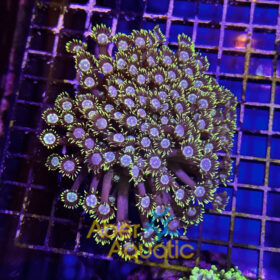 Goniopora Ultra 1