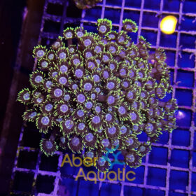 Goniopora Ultra 2