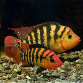 Harlequin Cichlid