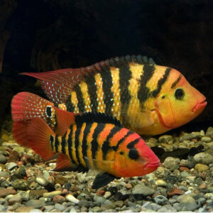 Harlequin Cichlid
